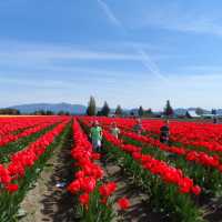 ก็ ทิวลิป ไปเลยสิจ๊ะ