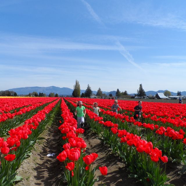 ก็ ทิวลิป ไปเลยสิจ๊ะ