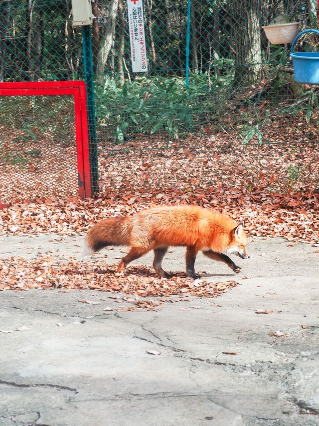 宮城蔵王キツネ村
