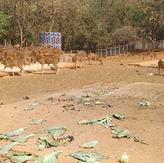 Bangladesh Dhaka International zoo 