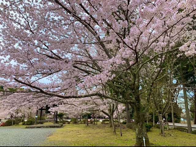 京都　SAKURA 桜めぐり❗️醍醐寺　伽藍の桜に感動❗️