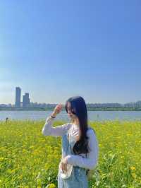 서울 유채꽃 명소, 반포 한강공원 서래섬