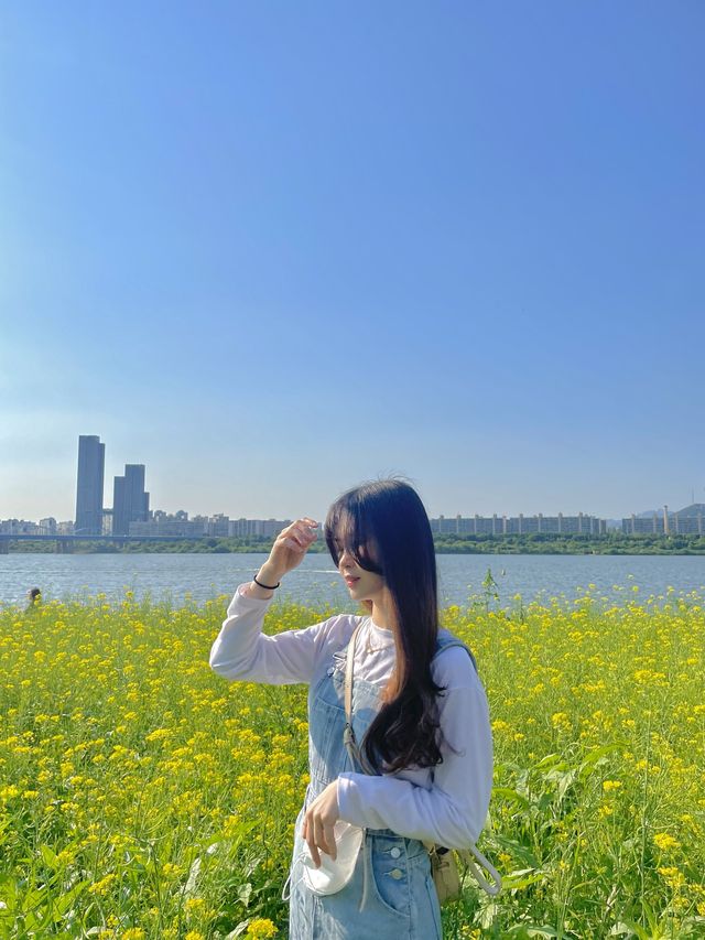 서울 유채꽃 명소, 반포 한강공원 서래섬