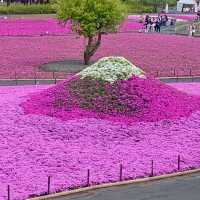 一面の芝桜