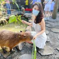 宜蘭張美阿嬤農場｜有水豚君、梅花鹿、草泥馬、等等好多動物