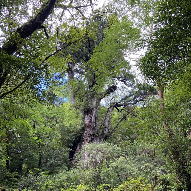 屋久島！縄文杉トレッキング
