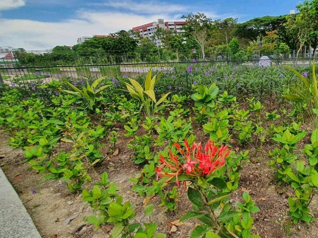 Tampines Naturalised river