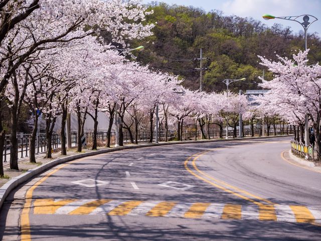 남양주도 벚꽃이 예뻐요!!