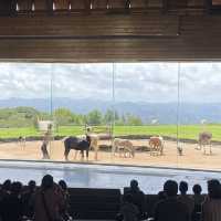 【マザー牧場】映えスポットと動物の癒し