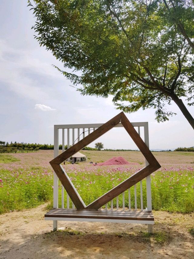 🌸코스모스와 핑크뮬리가 아름다운 당진 아그로랜드 태신목장🐄🐏