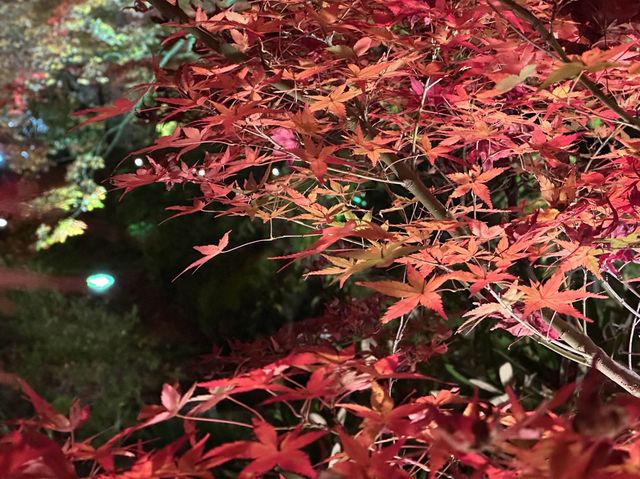宝厳院ライトアップ