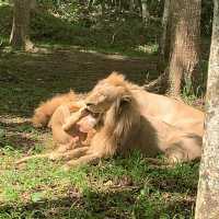 Wild Cebu Experience