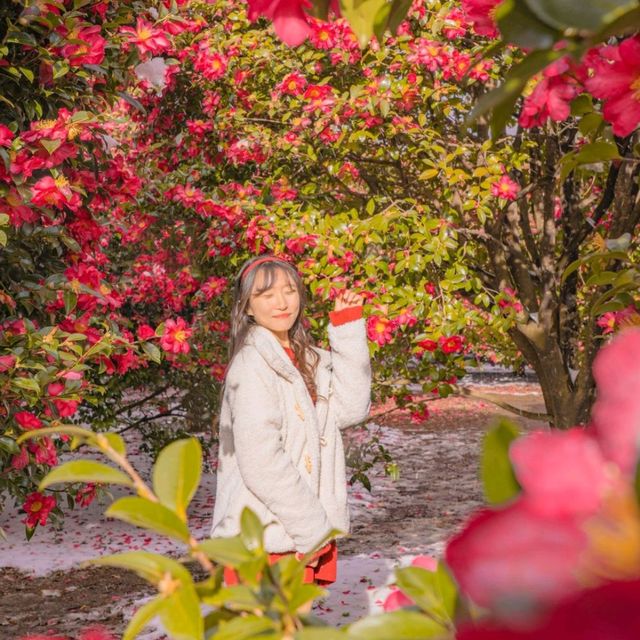 🌺제주에서 동백이 보고싶다면 꼭 추천하는곳! [제주, 동백포레스트]❄️