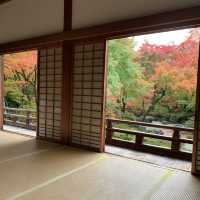 京都紅葉2022 宝筐院の素晴らしい紅葉