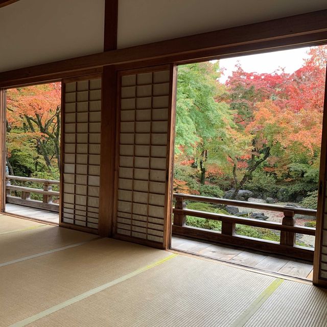京都紅葉2022 宝筐院の素晴らしい紅葉