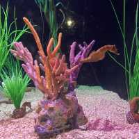 Visit Tennessee Aquarium River Journey!