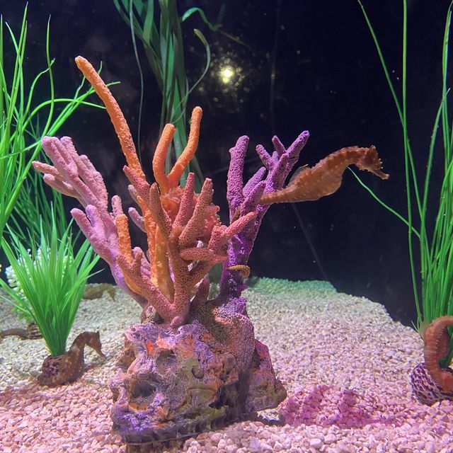 Visit Tennessee Aquarium River Journey!
