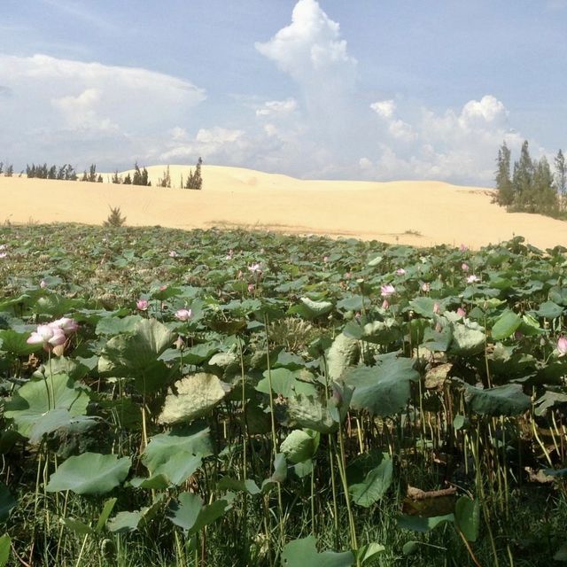 Lotus Lake - Mui Ne, Vietnam