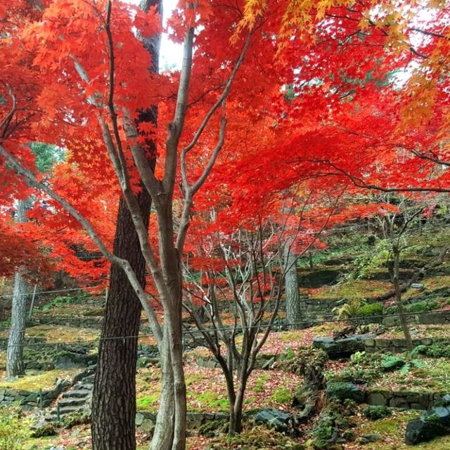Colours of autumn at Hwadam-sup