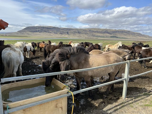 冰島🇮🇸 人生必試 - 騎冰島馬🐎