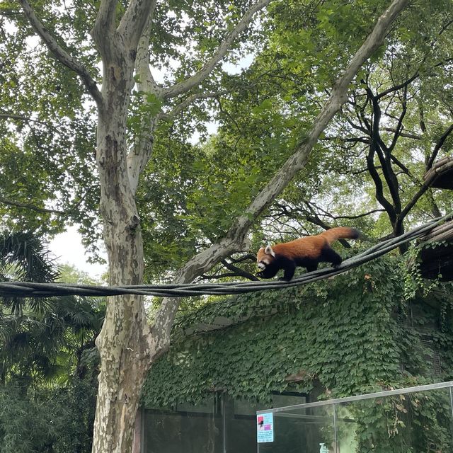 A traditional but well managed zoo