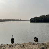 Dongtan Wetland Park, Chongming