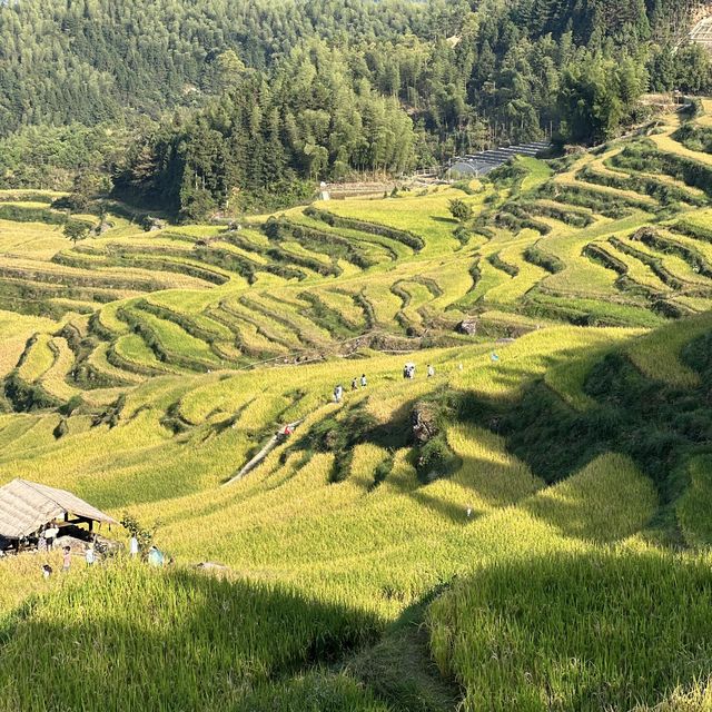 Paddy fields