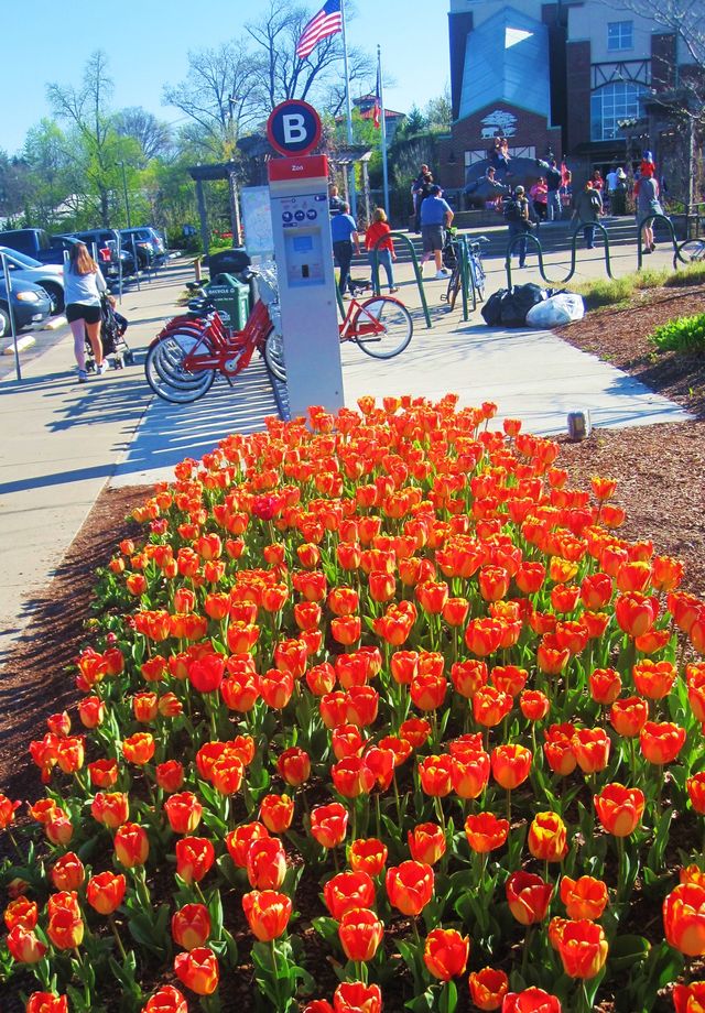 Colorful Tulip Garden and Zoo