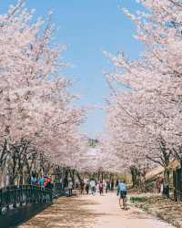 Don't miss the cherry blossoms in Zhenhai when enjoying cherry blossoms in Korea.