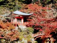 Autumn trip to Kyoto, Japan, enjoy the beauty of Bishamon-do and the red leaves of Daigo-ji Temple.