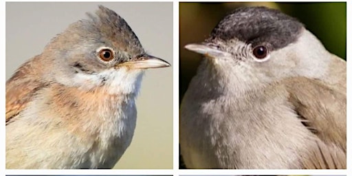Dawn chorus workshop at Sheepleas | Shere Road Car Park
