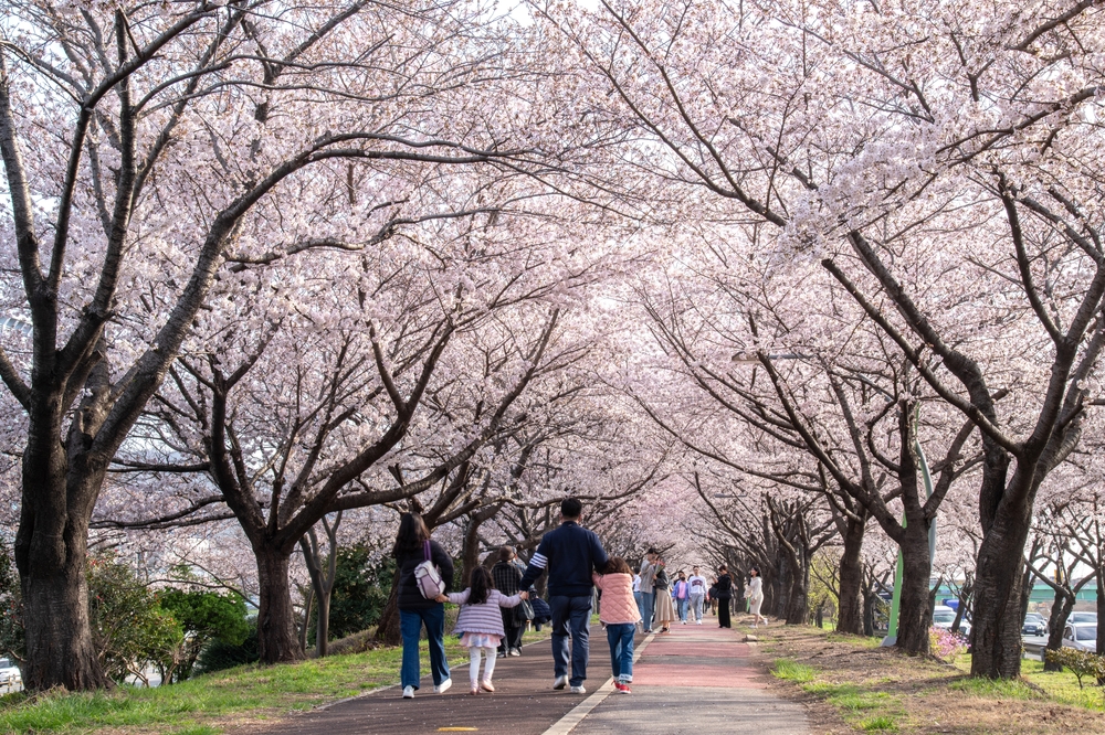 【2025韓國櫻花季】釜山人氣賞櫻景點推介：麥島生態公園、南川洞櫻花路、東大新洞、海雲台迎月路、東萊溫泉川路 | 釜山