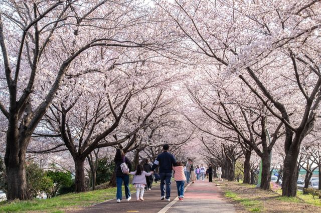 【2025韓國櫻花季】釜山人氣賞櫻景點推介：麥島生態公園、南川洞櫻花路、東大新洞、海雲台迎月路、東萊溫泉川路 | 釜山