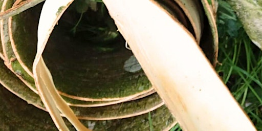 Make a Bark Container | Woodland Wellbeing HQ