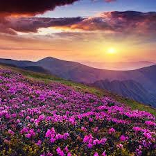 Spring Equinox Tea Ceremony, Harp Nidra, & Sound Bath | Intuitive Harp Healing