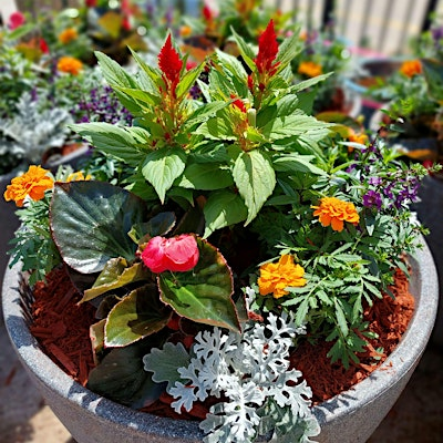 Beat the Heat with Beautiful Containers! | 5518 President George Bush Hwy