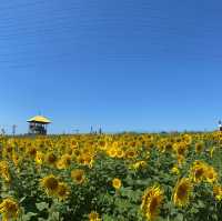 夏の花！ひまわり畑【愛知牧場】