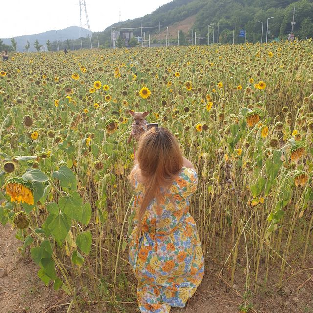 해바라기 가득한 대부해역관광본부