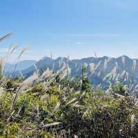 黃牛山尋芒草之旅