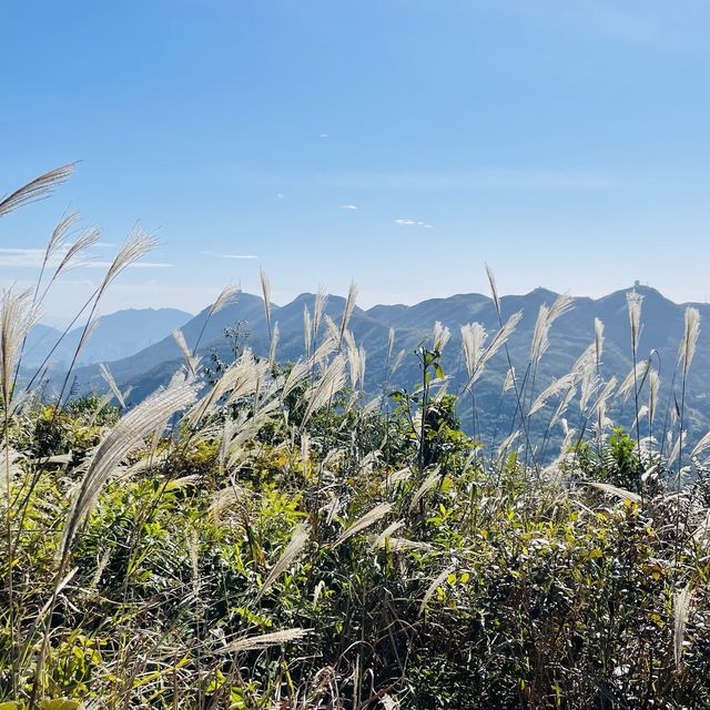 黃牛山尋芒草之旅