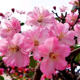 Cherry blossoms in Viengxay, Friendship Sakura Garden, Laos - Japan