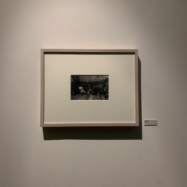 [사울레이터 사진전이 한창인 남산 ‘피크닉’]