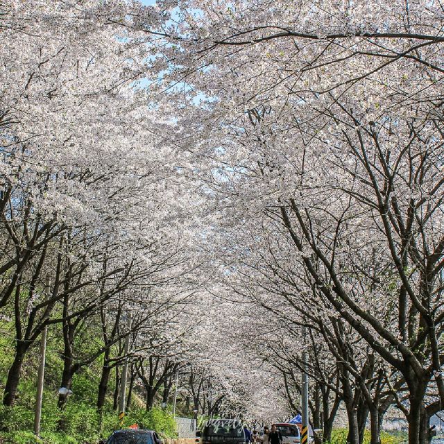[ 구례 / 섬진강 벚꽃터널 ] 팝콘나무 한가득♥️