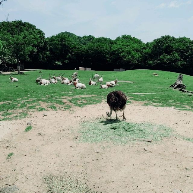 大自然を目の前に　ドライブスルーサファリ　姫路セントラル・パーク