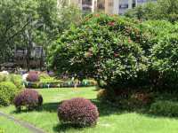 本地遊 ｜ 荔枝角公園 ｜賞花 ｜ 小百日草