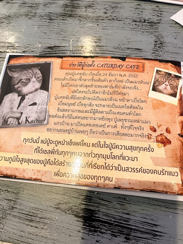 คาเฟ่แมว ย่านราชเทวี😸