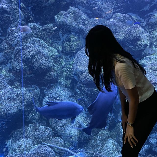 [여수 여행지] 🐬여수 아쿠아플라넷