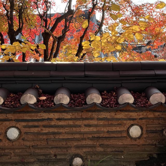 안국 백인제 가옥 단풍구경🍁