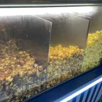 新鮮又香的即製爆谷 POPCORN