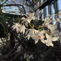 夢の植物園
